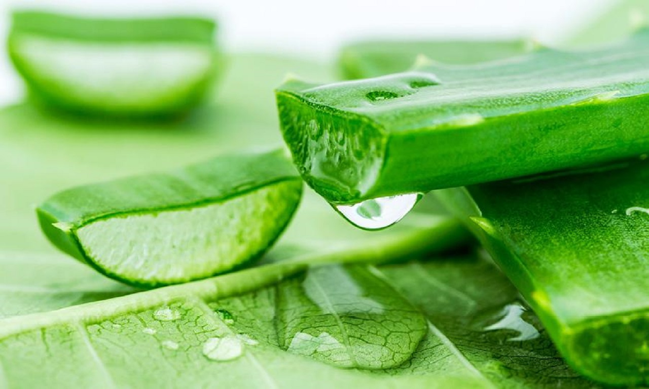 Global Aloe Vera Extracts Market Is Expected to Grow At a CAGR of About 7.8%